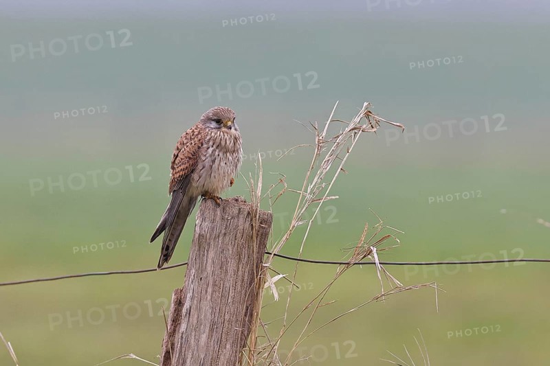 Kestrel (Falco tinnunculus), on a pasture fence post, Bieslicher Insel, Lower Rhine, North Rhine-Westphalia, Germany