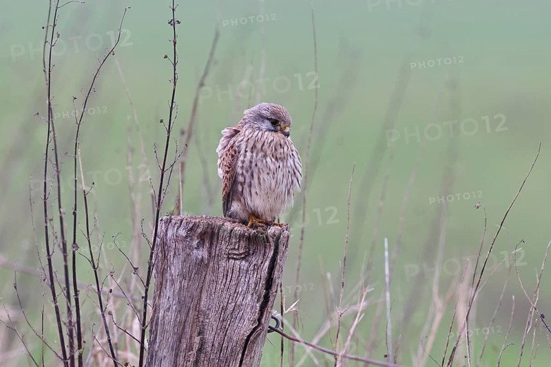 Kestrel (Falco tinnunculus), on a pasture fence post, Bieslicher Insel, Lower Rhine, North Rhine-Westphalia, Germany