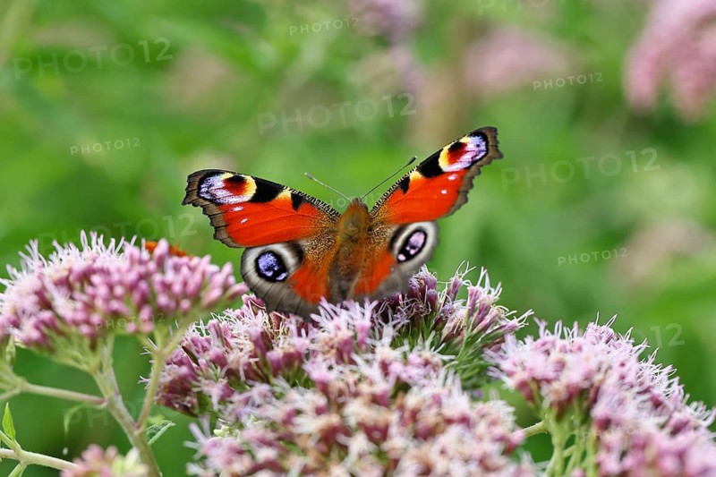 Peacock butterfly (Inachis io) on a flower of the water daffodil (Eupatorium cannabinum), Wilnsdorf, North Rhine-Westphalia, Germany