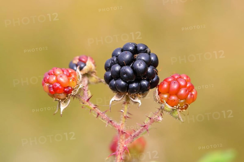 Blackberries (Rubus sectio Rubus), various ripe fruits, nature photography, wild blackberry, ripe fruits, Siegerland, North Rhine-Westphalia, Germany