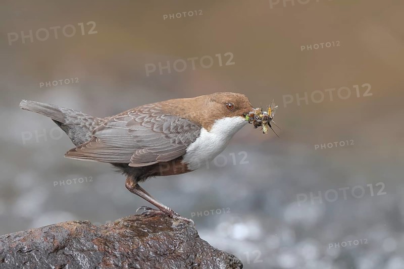 White-throated Dipper (Cinclus cinclus) on a mossy stone on the bank of a river, with caddis fly larvae in its beak, wildlife, nature photography, songbird, Siegerland, North Rhine-Westphalia, Germany