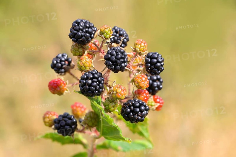 Blackberries (Rubus sectio Rubus), various ripe fruits, nature photography, wild blackberry, ripe fruits, Siegerland, North Rhine-Westphalia, Germany