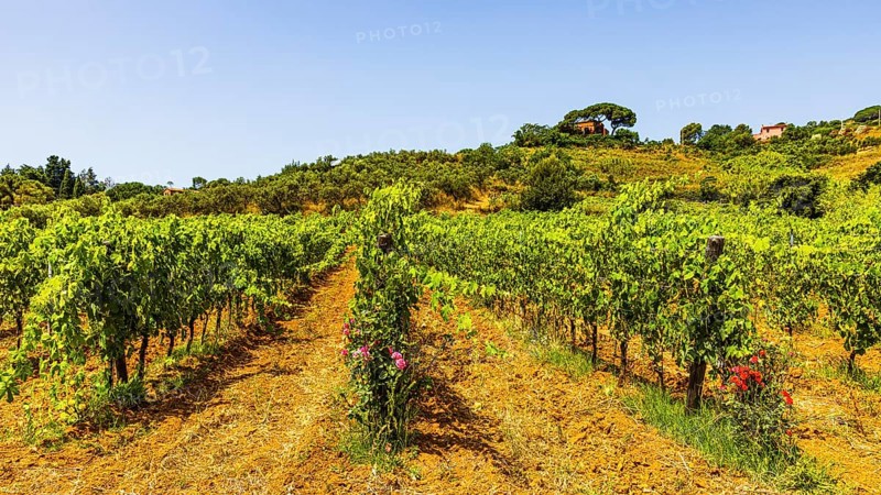 Vineyard near the Arrighi winery, Porto Azzurro, Elba Island, Tuscan Archipelago National Park, Tuscany, Italy