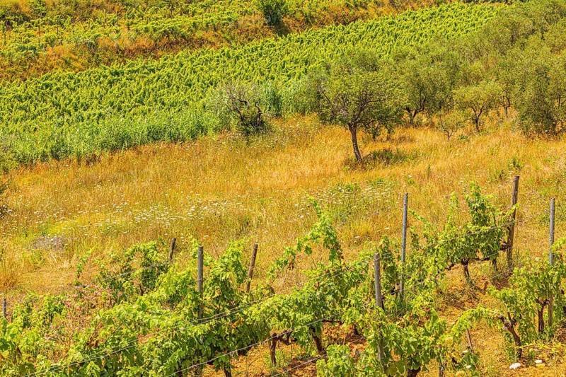Vines and olive trees, near the Arrighi winery, Porto Azzurro, Elba Island, Tuscan Archipelago National Park, Tuscany, Italy