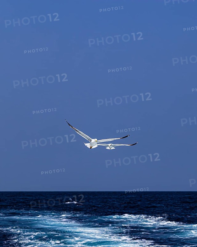 Seagulls (Larinae) following a ship, Elba Island, Tuscan Archipelago National Park, Tuscany, Italy
