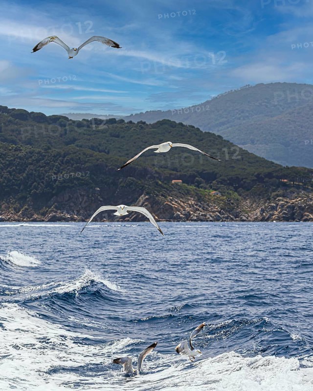 Seagulls (Larinae) following a ship, Elba Island, Tuscan Archipelago National Park, Tuscany, Italy