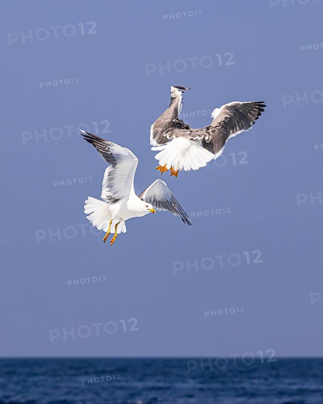 Seagulls (Larinae) following a ship, Elba Island, Tuscan Archipelago National Park, Tuscany, Italy