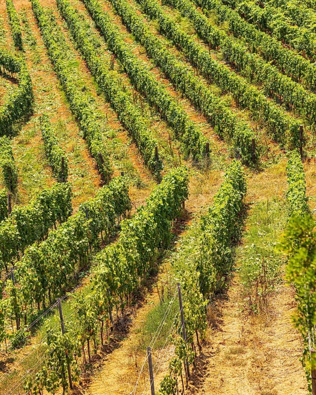 Vines planted in a row, near the Arrighi winery, Porto Azzurro, Elba Island, Tuscan Archipelago National Park, Tuscany, Italy