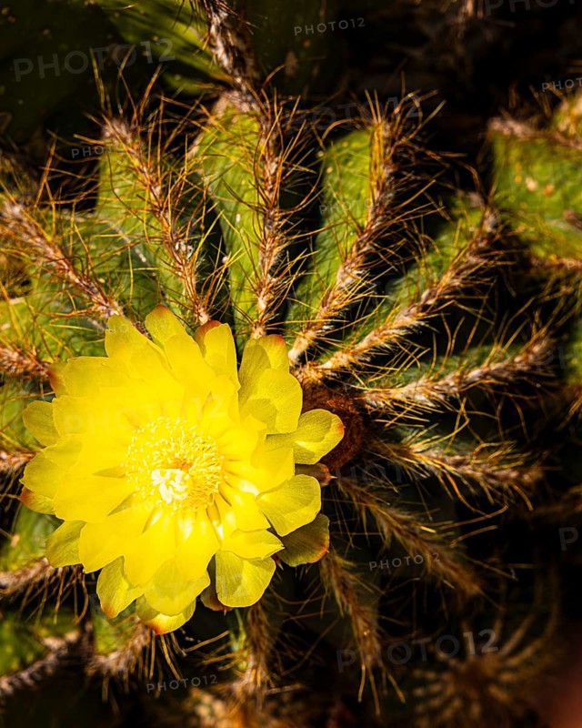 Prickly cactus with yellow flower, Portoferraio, Elba Island, Tuscan Archipelago National Park, Tuscany, Italy
