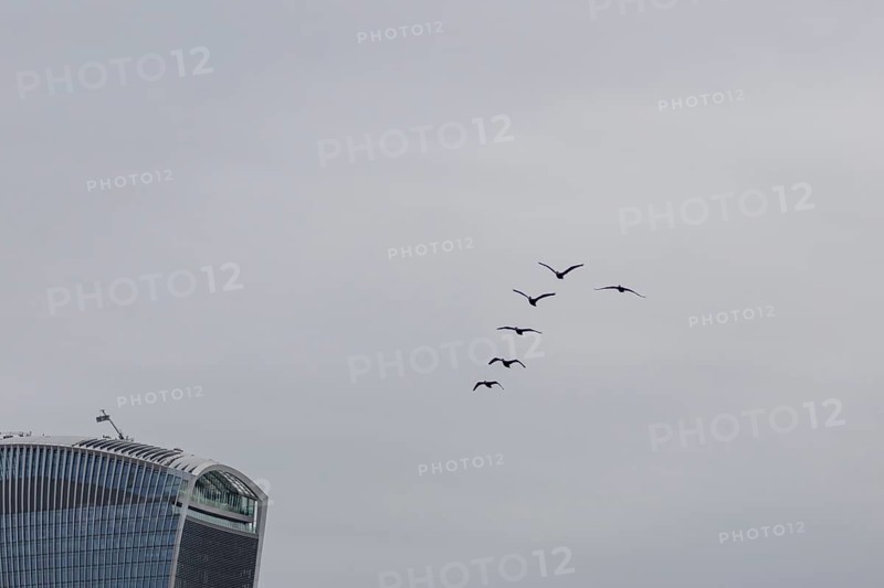Six cormorant birds flying with the Fenchurch Building or The Walkie Talkie office skyscraper building in the background, City of London, England, United Kingdom