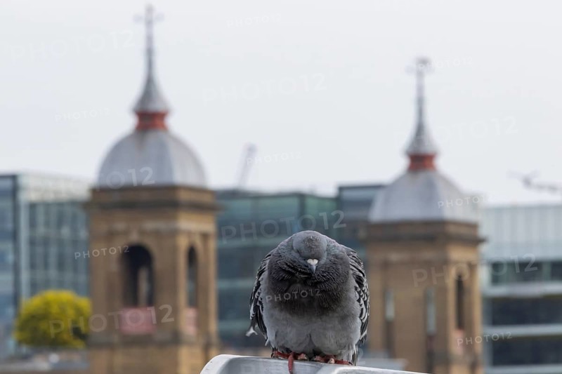 Feral pigeon (Columba livia domestica) adult bird on the Millenium bridge with office block buildings skyscrapers in the background, City of London, England, United Kingdom