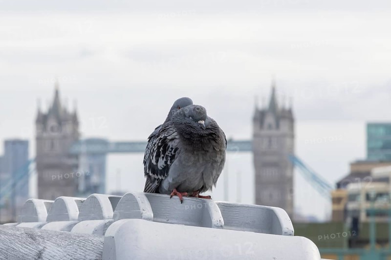 Feral pigeon (Columba livia domestica) two adult birds on the Millenium bridge with Tower bridge in the background, City of London, England, United Kingdom