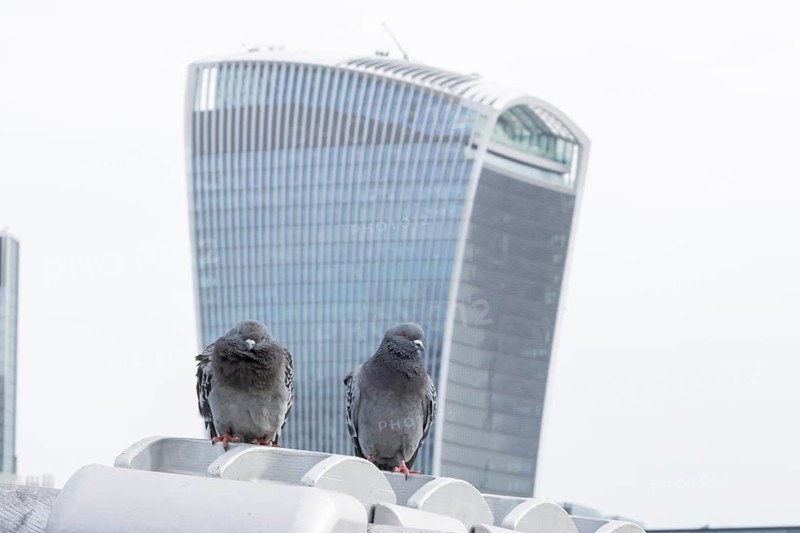 Feral pigeon (Columba livia domestica) two adult birds on the Millenium bridge with Fenchurch Building or The Walkie Talkie office skyscraper building in the background, City of London, England, United Kingdom