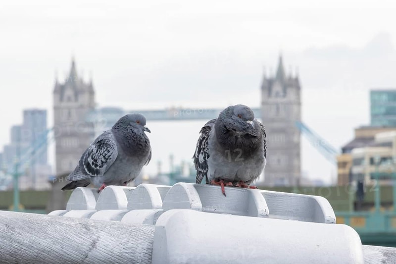 Feral pigeon (Columba livia domestica) two adult birds on the Millenium bridge with Tower bridge in the background, City of London, England, United Kingdom