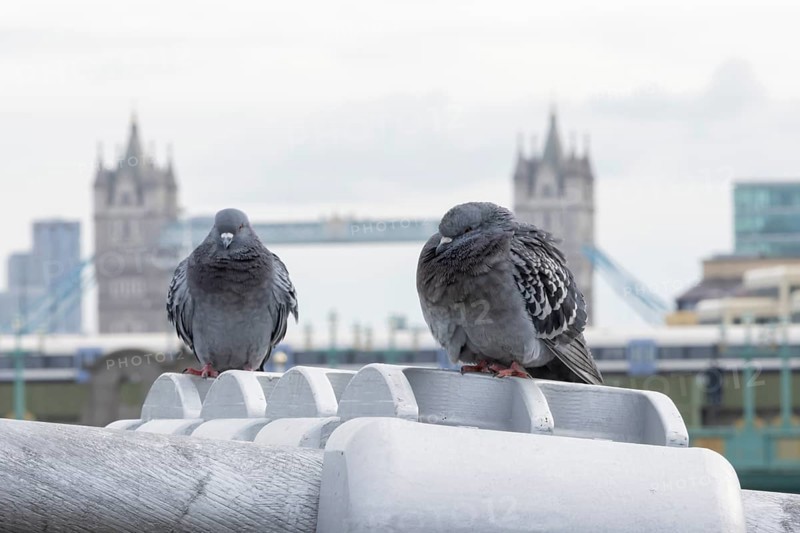 Feral pigeon (Columba livia domestica) two adult birds on the Millenium bridge with Tower bridge in the background, City of London, England, United Kingdom