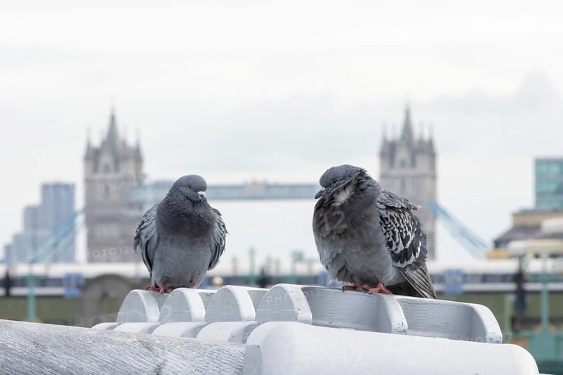 Feral pigeon (Columba livia domestica) two adult birds on the Millenium bridge with Tower bridge in the background, City of London, England, United Kingdom