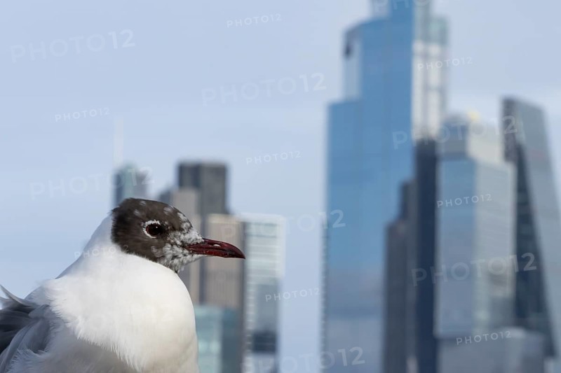 Black headed gull (Chroicocephalus ridibundus) adult bird on the Millenium bridge with office block buildings skyscrapers in the background, City of London, England, United Kingdom
