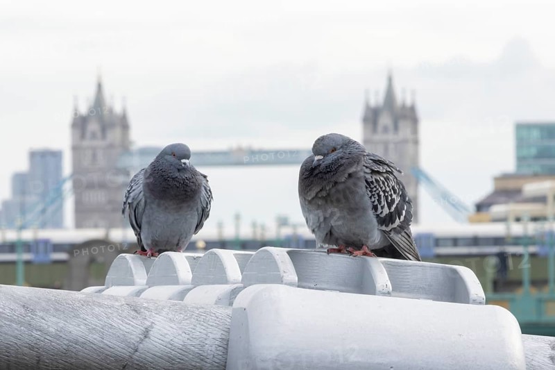 Feral pigeon (Columba livia domestica) two adult birds on the Millenium bridge with Tower bridge in the background, City of London, England, United Kingdom