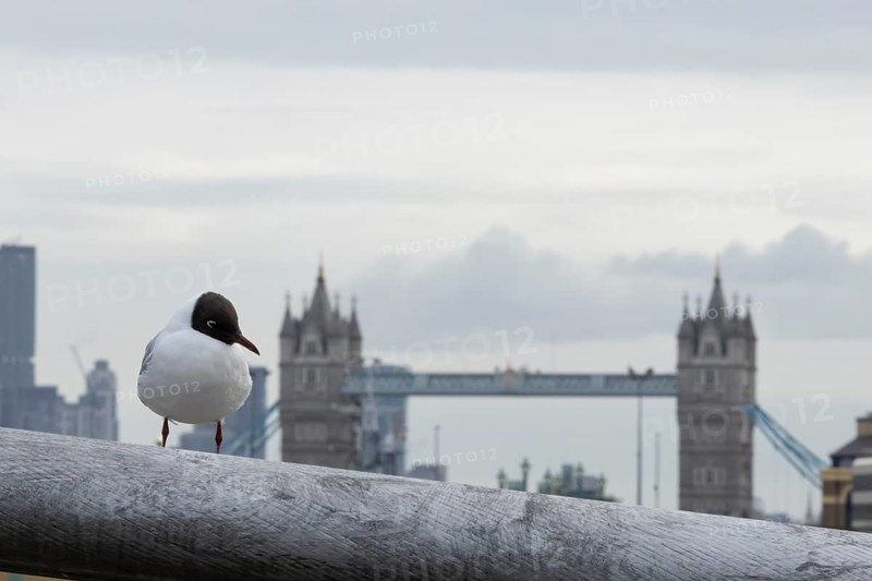 Black headed gull (Chroicocephalus ridibundus) adult bird on the Millenium bridge with Tower bridge in the background, City of London, England, United Kingdom
