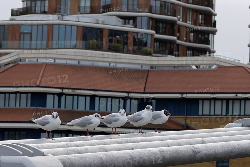 Black headed gull (Chroicocephalus ridibundus) five adult birds on the Millenium bridge with office block buildings in the background, City of London, England, United Kingdom