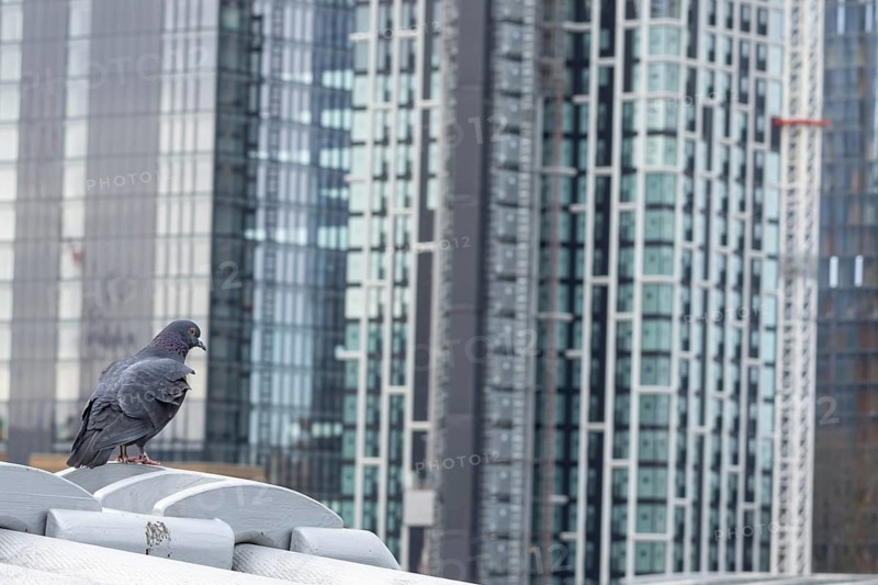 Feral pigeon (Columba livia domestica) adult bird on the Millenium bridge with office block skyscrapers in the background, City of London, England, United Kingdom