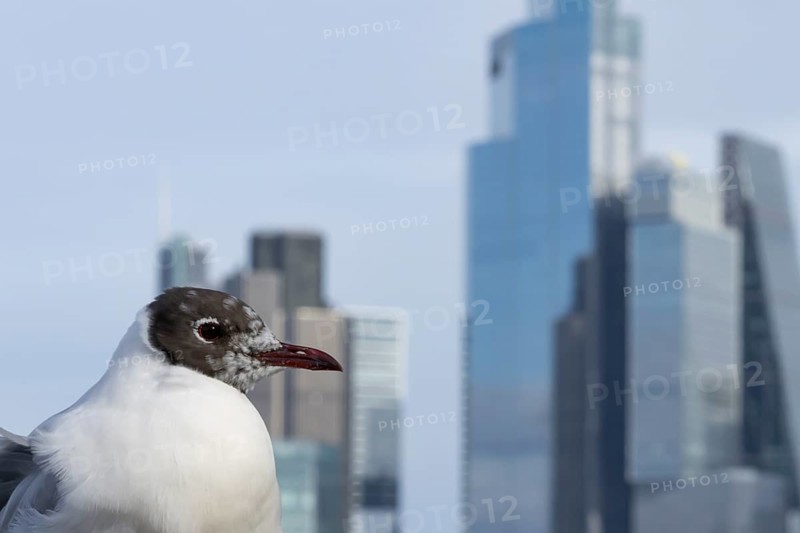 Black headed gull (Chroicocephalus ridibundus) adult bird on the Millenium bridge with office block buildings skyscrapers in the background, City of London, England, United Kingdom