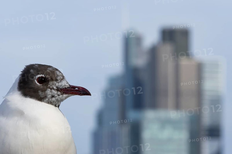 Black headed gull (Chroicocephalus ridibundus) adult bird on the Millenium bridge with office block buildings skyscrapers in the background, City of London, England, United Kingdom