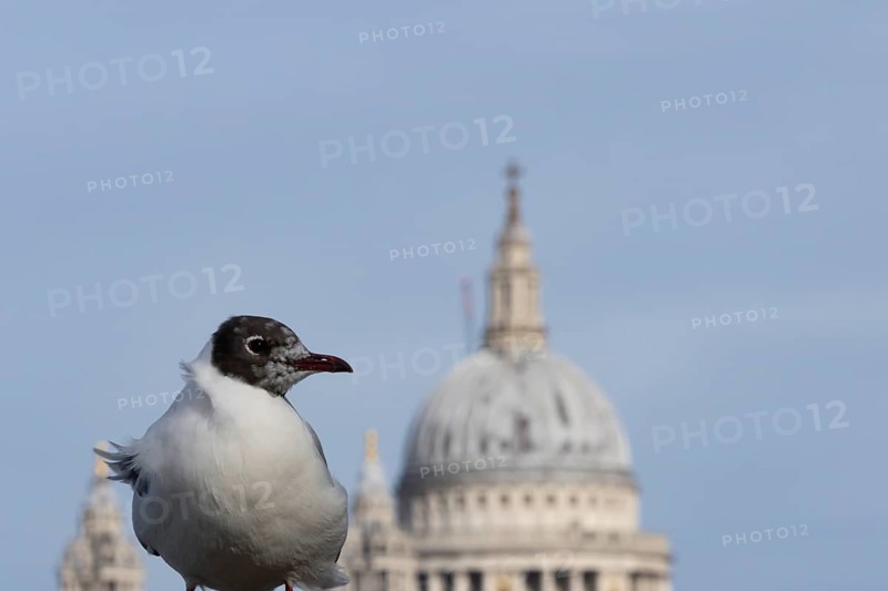 Black headed gull (Chroicocephalus ridibundus) adult bird on the Millenium bridge with the dome of St. Pauls cathedral in the background, City of London, England, United Kingdom