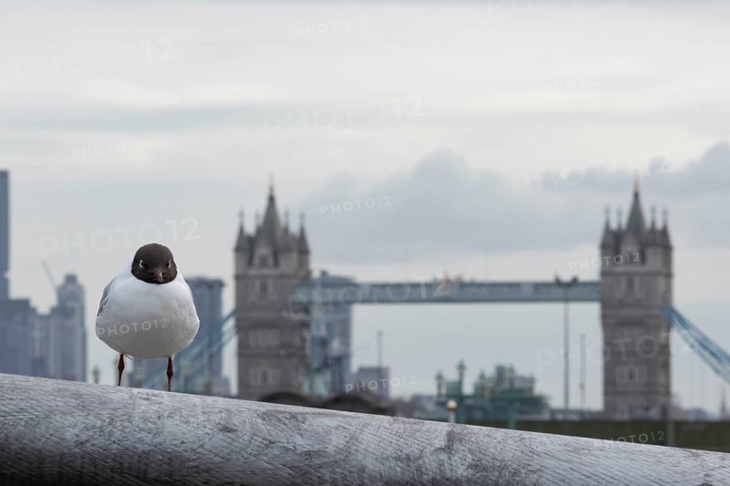 Black headed gull (Chroicocephalus ridibundus) adult bird on the Millenium bridge with Tower bridge in the background, City of London, England, United Kingdom