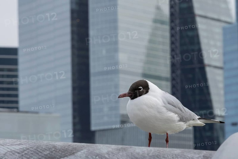 Black headed gull (Chroicocephalus ridibundus) adult bird on the Millenium bridge with office block skyscrapers in the background, City of London, England, United Kingdom