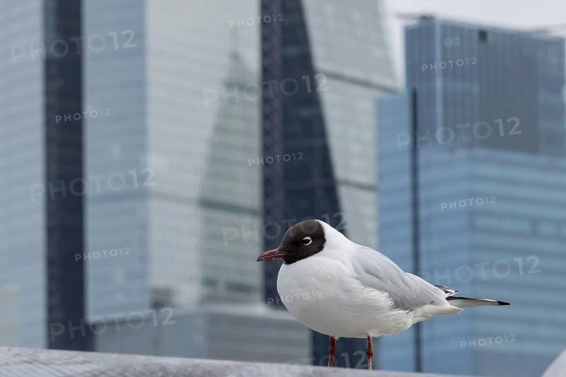 Black headed gull (Chroicocephalus ridibundus) adult bird on the Millenium bridge with office block skyscrapers in the background, City of London, England, United Kingdom
