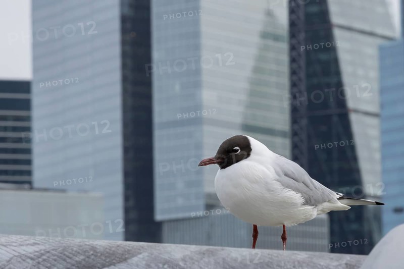 Black headed gull (Chroicocephalus ridibundus) adult bird on the Millenium bridge with office block skyscrapers in the background, City of London, England, United Kingdom