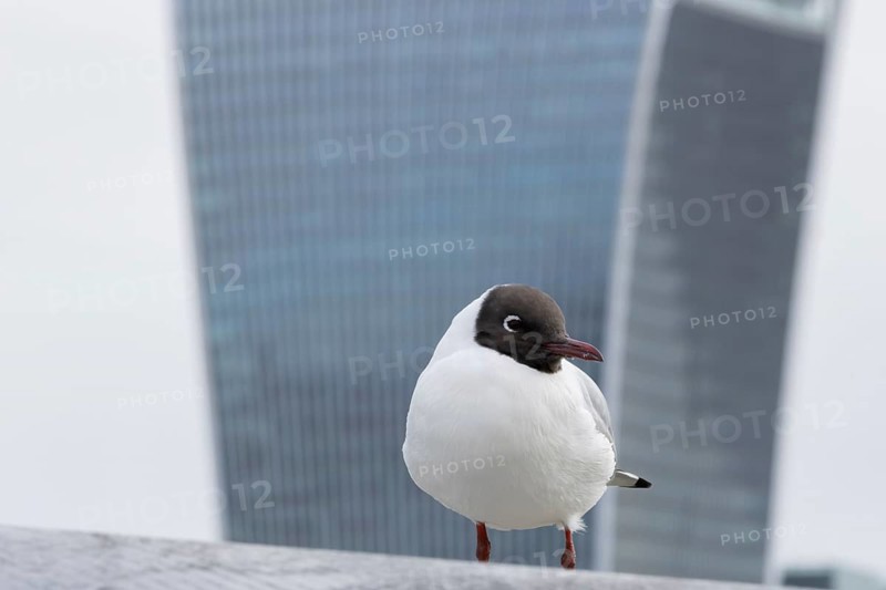 Black headed gull (Chroicocephalus ridibundus) adult bird on the Millenium bridge with the Fenchurch Building or The Walkie Talkie office skyscraper building in the background, City of London, England, United Kingdom