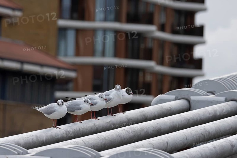 Black headed gull (Chroicocephalus ridibundus) five adult birds on the Millenium bridge with office block buildings in the background, City of London, England, United Kingdom