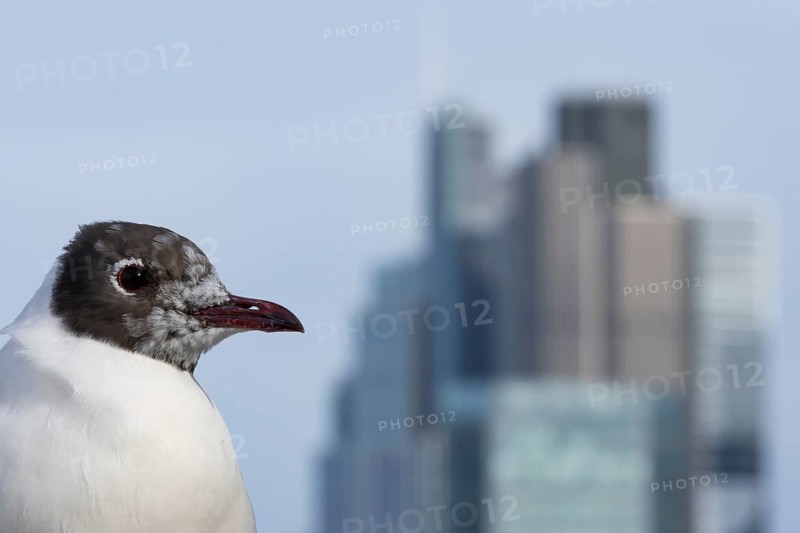 Black headed gull (Chroicocephalus ridibundus) adult bird on the Millenium bridge with office block buildings skyscrapers in the background, City of London, England, United Kingdom