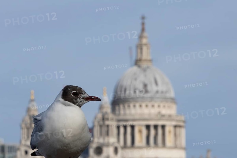 Black headed gull (Chroicocephalus ridibundus) adult bird on the Millenium bridge with the dome of St. Pauls cathedral in the background, City of London, England, United Kingdom