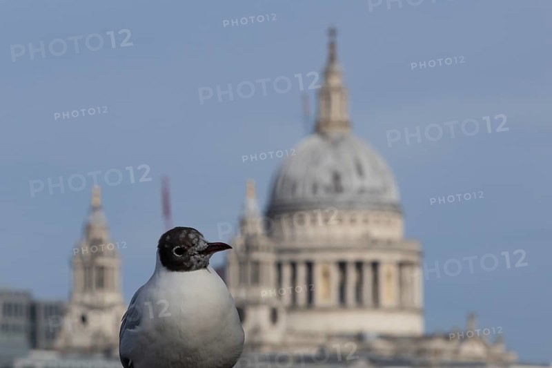 Black headed gull (Chroicocephalus ridibundus) adult bird on the Millenium bridge with the dome of St. Pauls cathedral in the background, City of London, England, United Kingdom