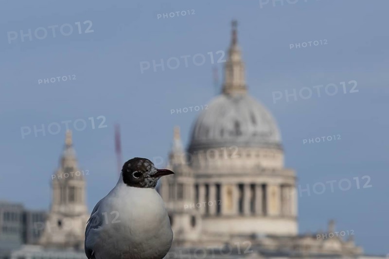 Black headed gull (Chroicocephalus ridibundus) adult bird on the Millenium bridge with the dome of St. Pauls cathedral in the background, City of London, England, United Kingdom