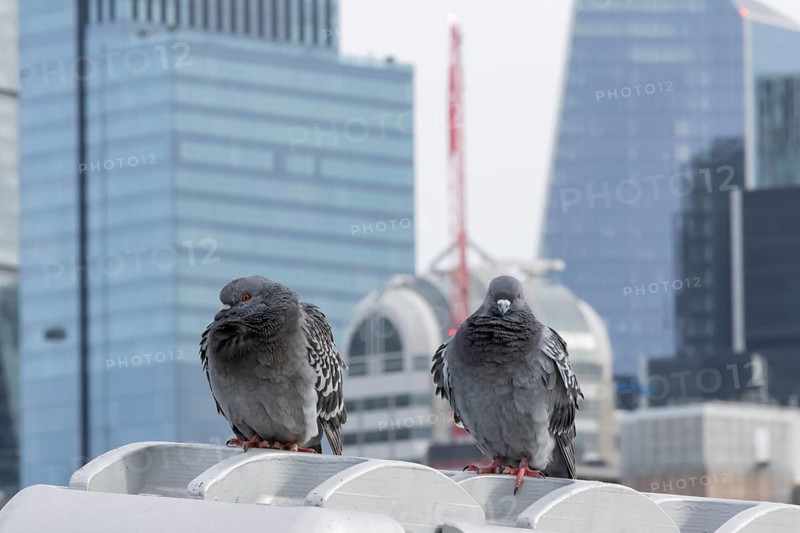 Feral pigeon (Columba livia domestica) two adult birds on the Millenium bridge with office block skyscrapers in the background, City of London, England, United Kingdom