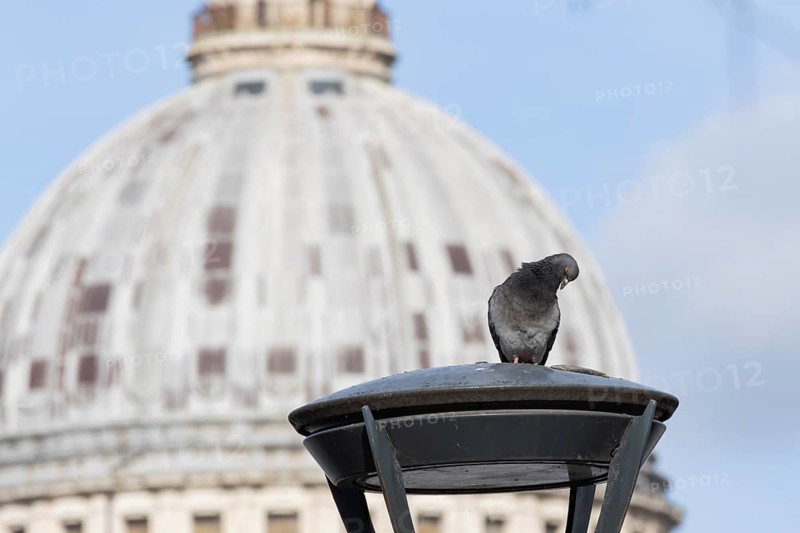 Feral pigeon (Columba livia domestica) adult bird on a street lamp with the Dome of St. Pauls cathedral in the background, City of London, England, United Kingdom
