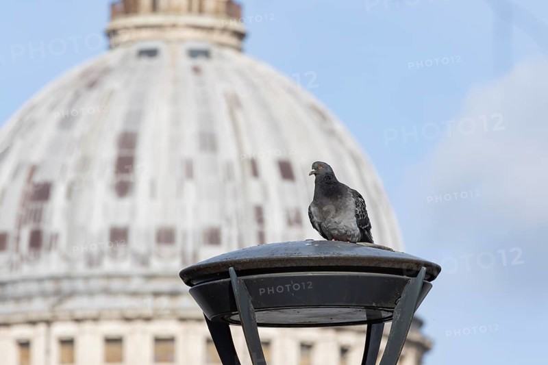 Feral pigeon (Columba livia domestica) adult bird on a street lamp with the Dome of St. Pauls cathedral in the background, City of London, England, United Kingdom