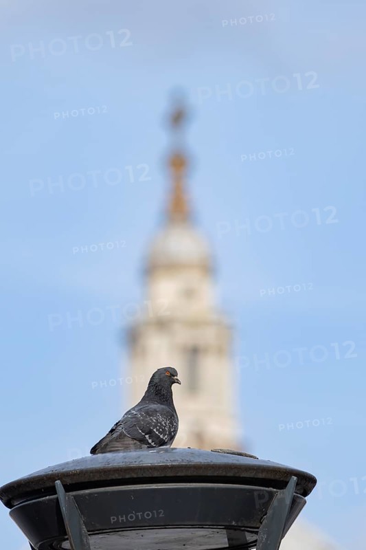 Feral pigeon (Columba livia domestica) adult bird on a street lamp with the Dome of St. Pauls cathedral in the background, City of London, England, United Kingdom