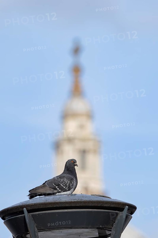 Feral pigeon (Columba livia domestica) adult bird on a street lamp with the Dome of St. Pauls cathedral in the background, City of London, England, United Kingdom