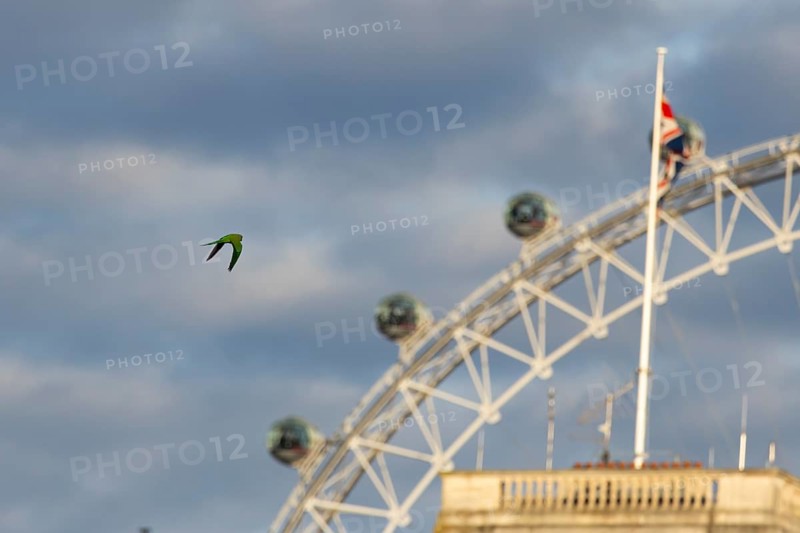 The London Eye wheel with a parakeet bird flying in front, City of London, England, United Kingdom