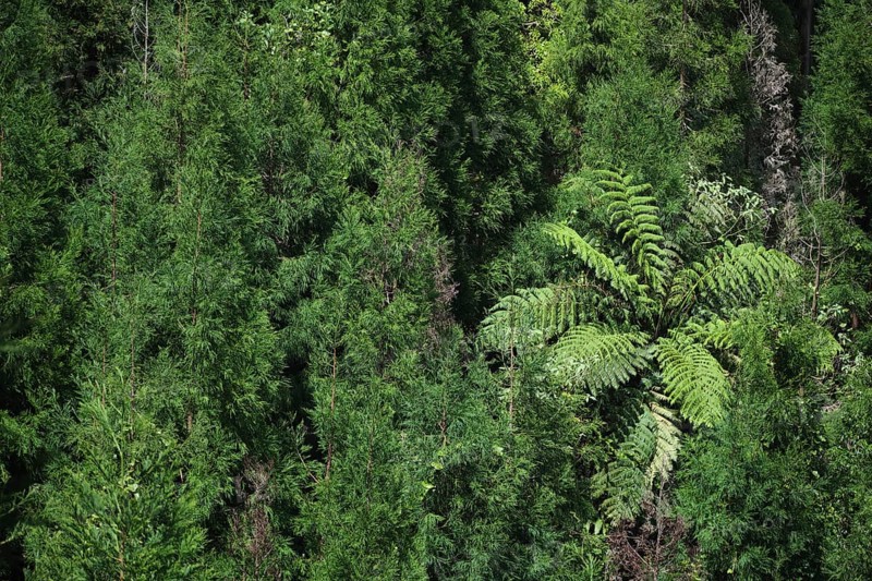 Dense forest with tree fern, Lagoa Azul, Sete Cidades, SÃ£o Miguel, Azores, Portugal