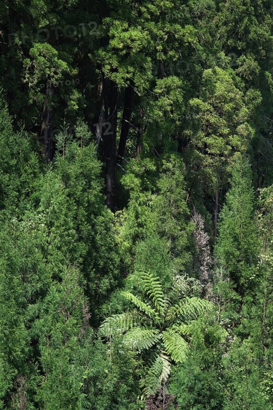 Dense forest with tree fern, Lagoa Azul, Sete Cidades, SÃ£o Miguel, Azores, Portugal