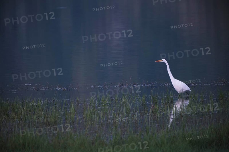 Great White Egret foraging, Lagoa Verde, Sete Cidades, SÃ£o Miguel, Azores, Portugal
