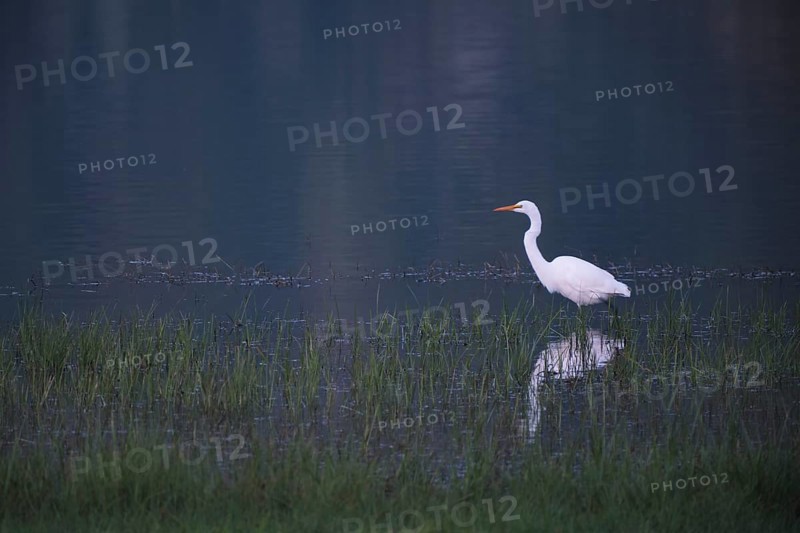 Great White Egret foraging, Lagoa Verde, Sete Cidades, SÃ£o Miguel, Azores, Portugal
