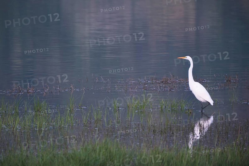 Great White Egret foraging, Lagoa Verde, Sete Cidades, SÃ£o Miguel, Azores, Portugal