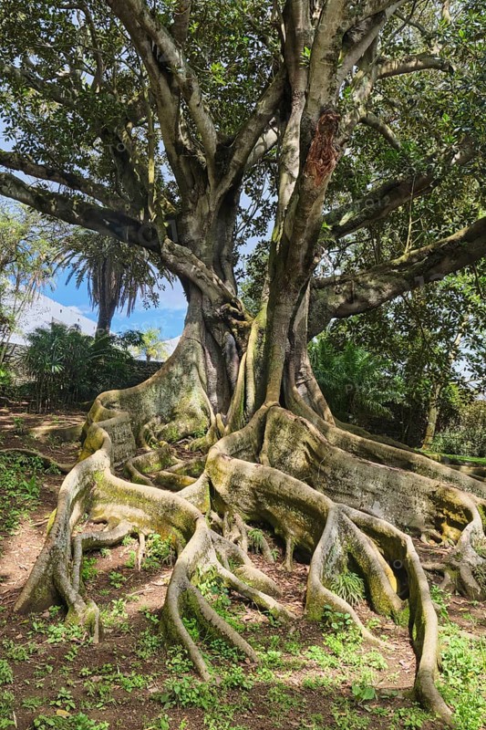 Moreton Bay fig (Ficus macrophylla), Jardim Botanico JosÃ© do Canto, Ponta Delgada, SÃ£o Miguel, Azores, Portugal